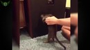 Приколы с котами и кошками — Смешные коты и кошки 2018 КОТЫ ПРИКОЛЫ 2018
