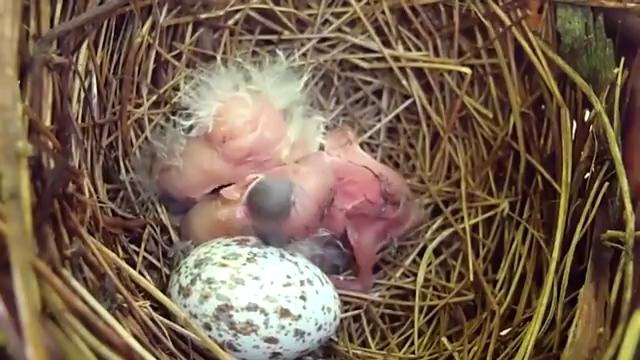 Новорожденные птички
