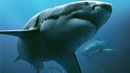 Синяя бездна 2 — Русский тизер-трейлер (2019)