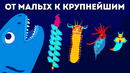 50+ существ, которые доказывают, что мы ничего не знаем об океане