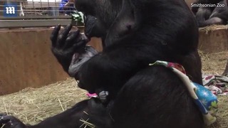 Горилла обнимает и целует своего новорожденного детеныша