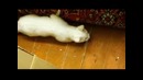 Кошка охотится на муху