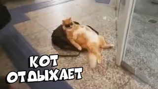 Кот отдыхает / Подборка Приколов [BugagaTV]