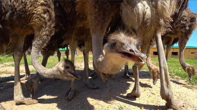 Узбекистан удивляет! Первый раз ем такое мясо! Жареный страус