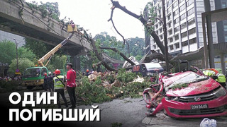 Огромное дерево раздавило 17 авто на оживлённой дороге столицы Малайзии