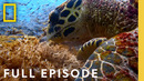Ocean with David Attenborough (Full Documentary) | SPECIAL | National Geographic