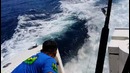 Очень быстрый морской лев