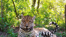 25 04 01 ARGENTINA JAGUAR
