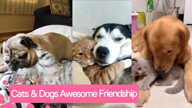 Кошки и собаки – лучшие друзья! Дружба между псами и котами