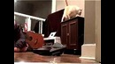 Кот убийца