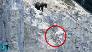 Козы Пытались Спастись От Медведя / Случаи в Животными Снятые на Камеру