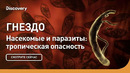 Гнездо | Насекомые и паразиты: тропическая опасность | Discovery