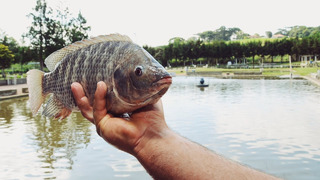 Рыба тилапия – удобная в приготовлении и недорогая рыба/Tilapia