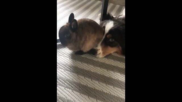 Bunny Loves to Sit on Dog’s Face #shorts