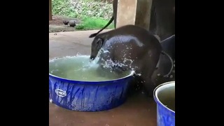 Слоненок спасается от летнего зноя