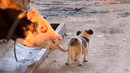 The video will make you 100% laugh