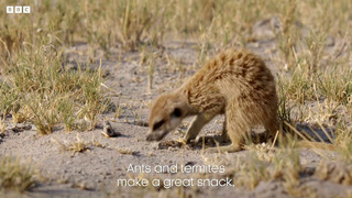 What’s On The Menu for Meerkats? | Dynasties II | BBC Earth