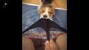 Rebellious Animals || Funny Dog and Cat Reaction Video #76