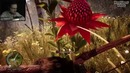 Far Cry Primal Прохождение – ДУРНОЙ ШАМАН #3