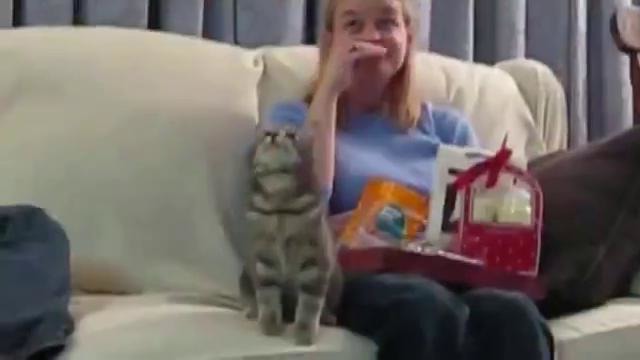 Реакция кошек