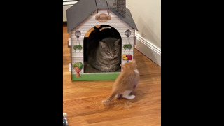Funny animals – Funny cats / dogs – Funny animal videos 243