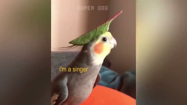 Gapiradigan aqqli tutiqush qiziqarli video to’plami