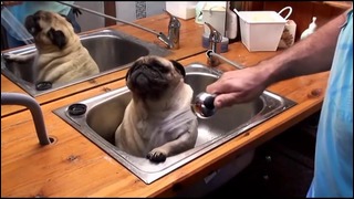 23. Barry the Pug in the tub