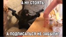 Лютые приколы. Бабка выгуливает МОНИТОР