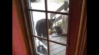 Кот против медведя