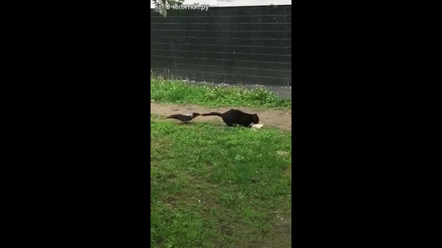 Дай пожрать, кошка