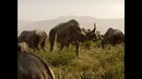 Прогулки с чудовищами серия 2 Киты убийцы Документальный фильм