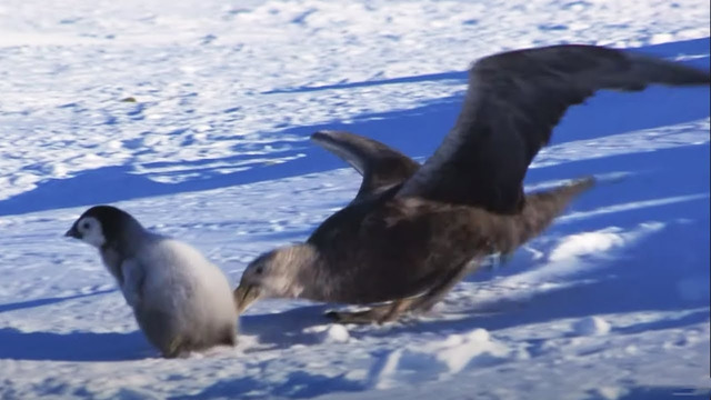 Baby Penguin Dodges Predators | Snow Chick: A Penguin’s Tale | BBC Earth