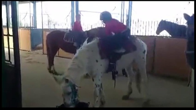 Необычная техника оседлать лошадь