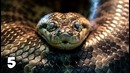 10 самых выносливых животных