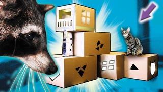 Реакция енота хайпа и кота штирлица на домик из картонных коробок