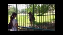 Ташкент – Новый зоопарк. Лето 2012