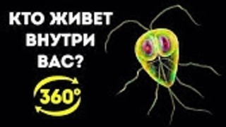 Тайная Жизнь Бактерий в Вашем Организме ¦¦ 360 VR
