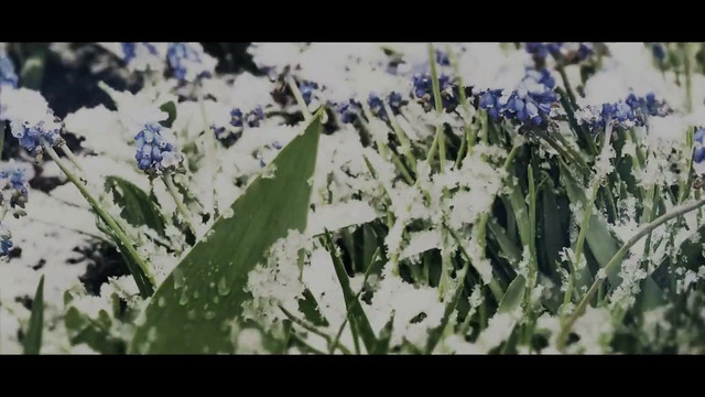 Xanvala – Dearest (Official Video 2021)