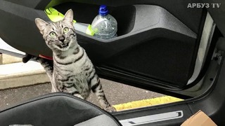 Реакция кота когда он встретил хозяина на улице