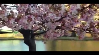 Токио. Первое цветение сакуры в этом году
