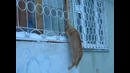 Влюбленный кот