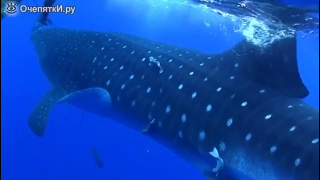 Китовая акула напугала дайверов