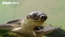 Pig-Nosed Turtles Hatch Babies Underwater | BBC Earth