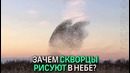 Стая скворцов спасается от ястреба