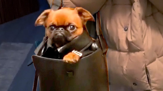 Tiny Dog Snuck Into Purse | Funny Pet Videos