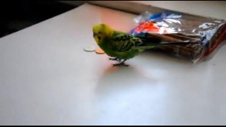 Волнистый попугай играет с деньгами