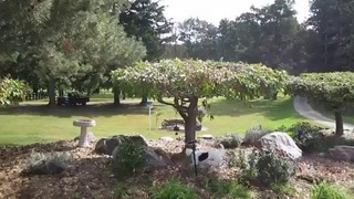 Собачка классно лазиет по деревьям