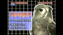 Красивые танцы дельфинов