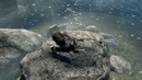Inda game – Skyrim – Топ 5 загадочных смертей в Скайриме