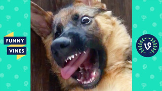 TRY NOT TO LAUGH – Funny animals to brighten up your day